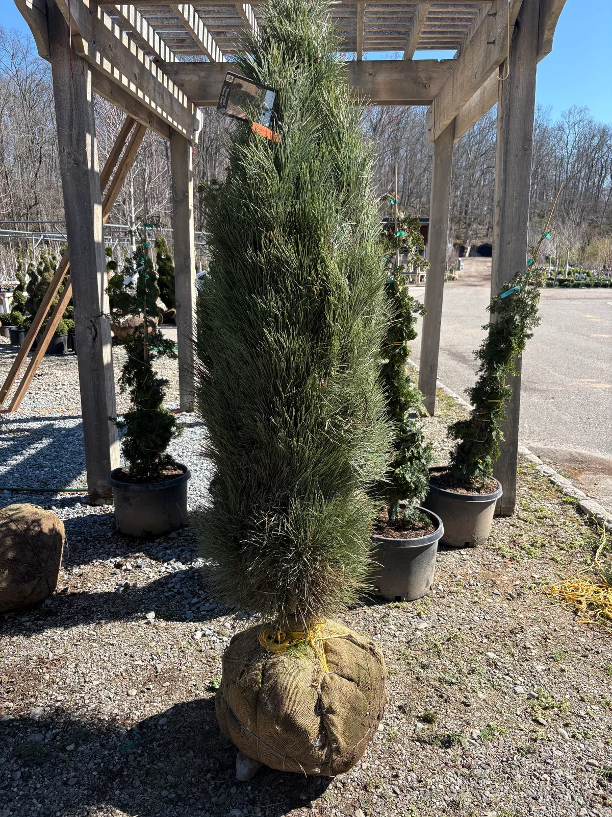 Green Tower Austrian Pine