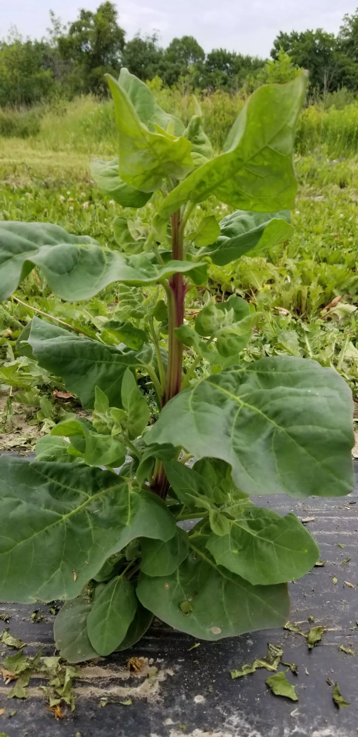 green-velvet-orach Green Velvet Orach