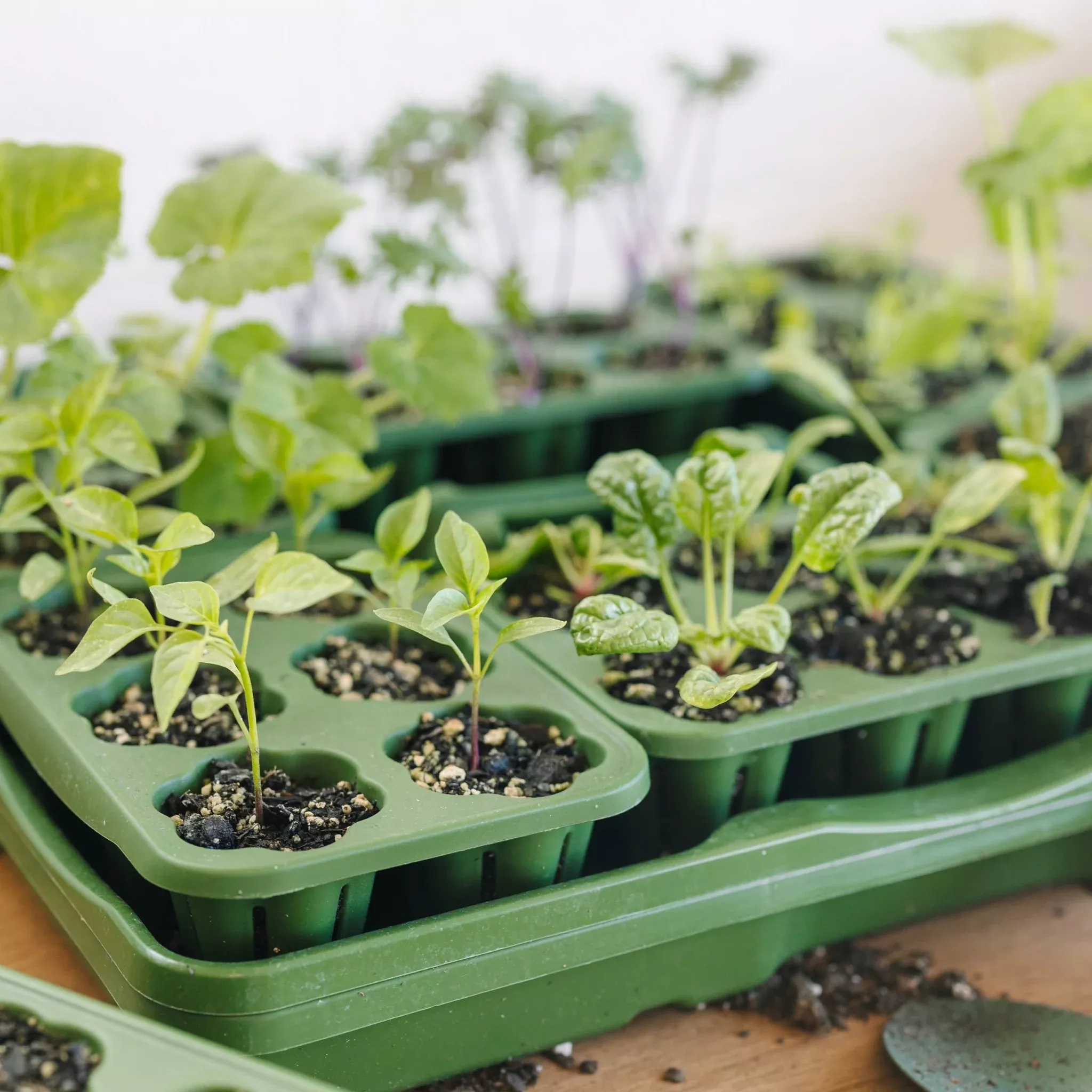 greenstalk-seed-starting-kit GreenStalk Seed Starting Kit