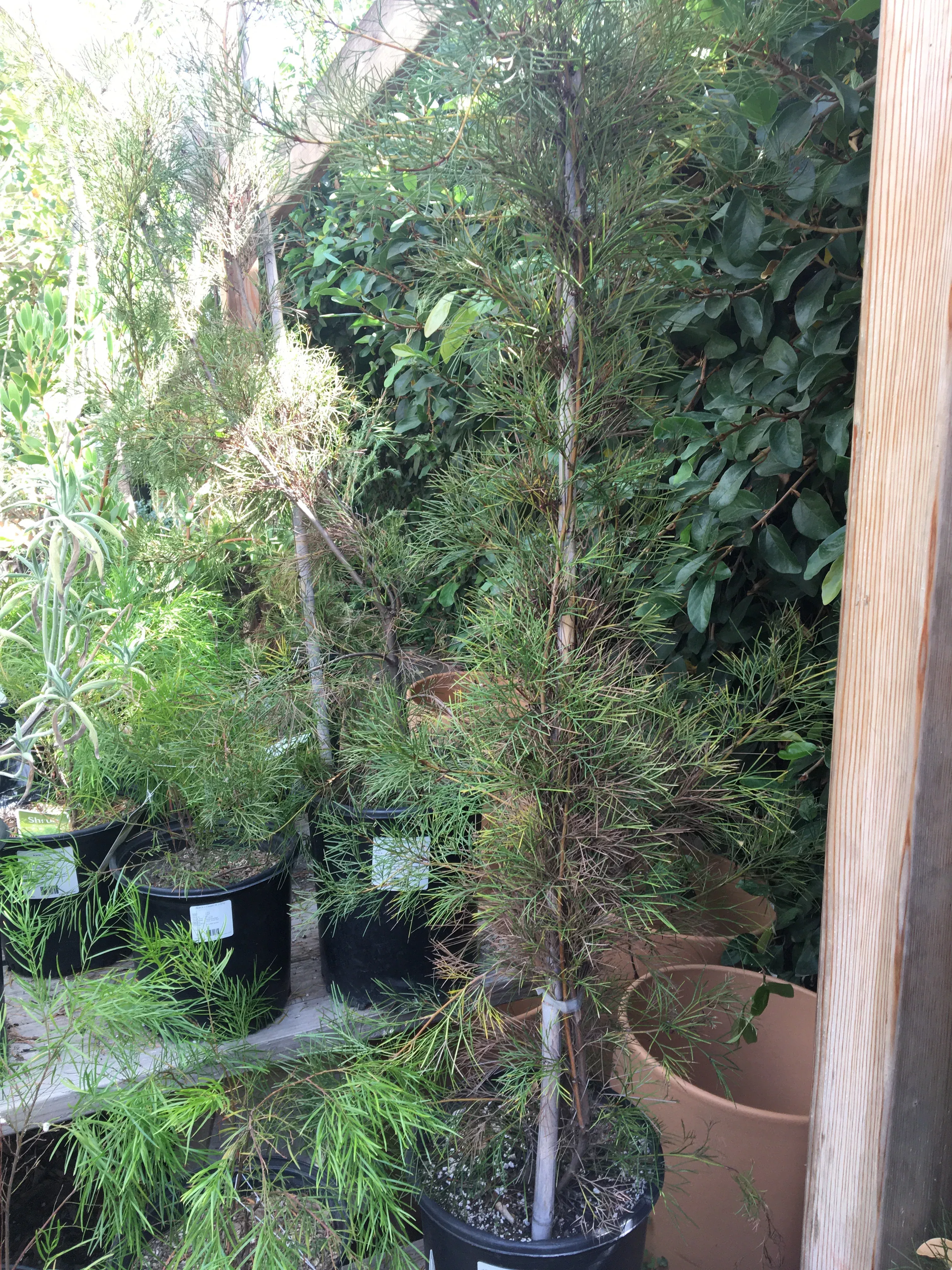 grevillea-bonfire Grevillea 'Bonfire'