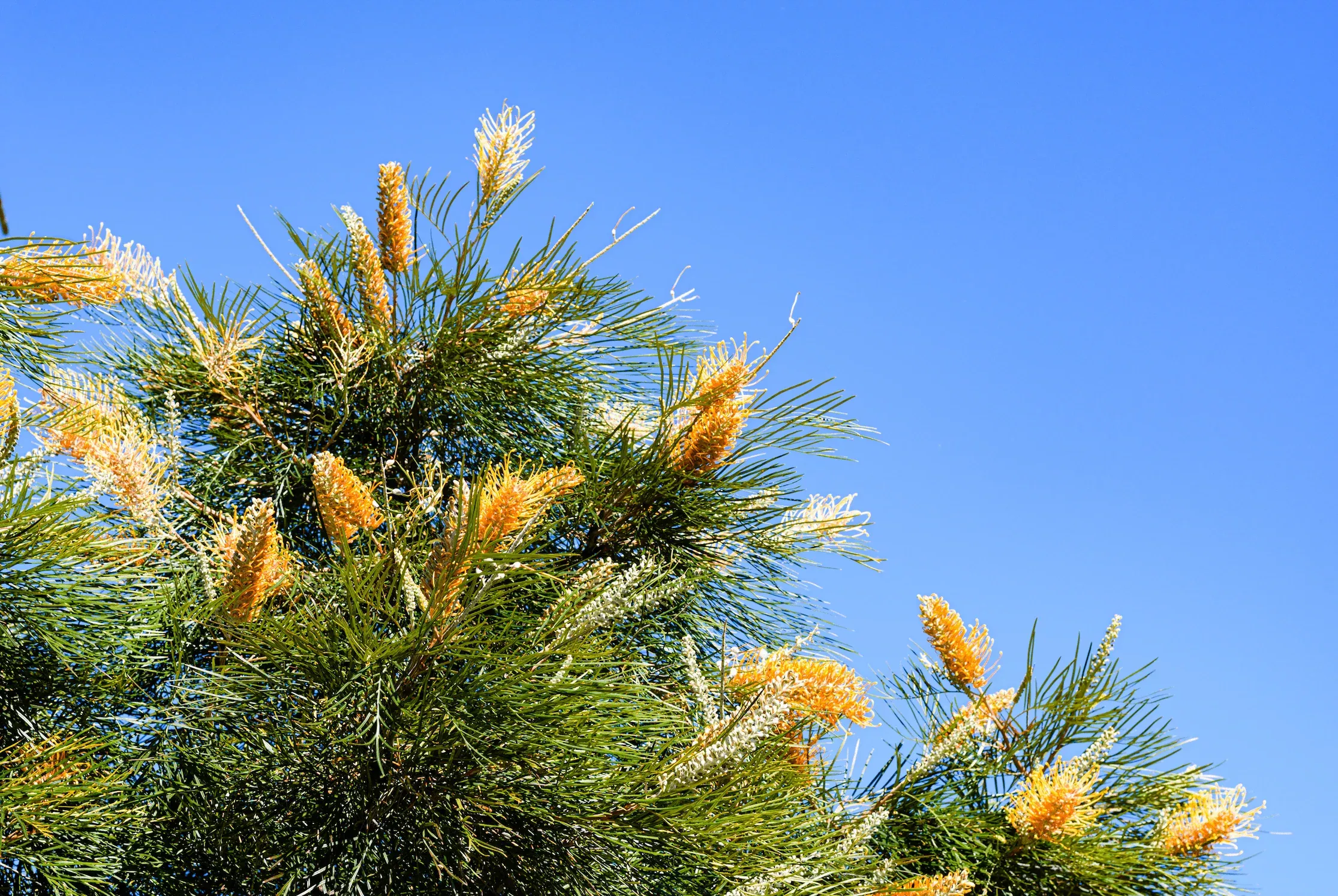 grevillea-honey-gem Grevillea 'Honey Gem'