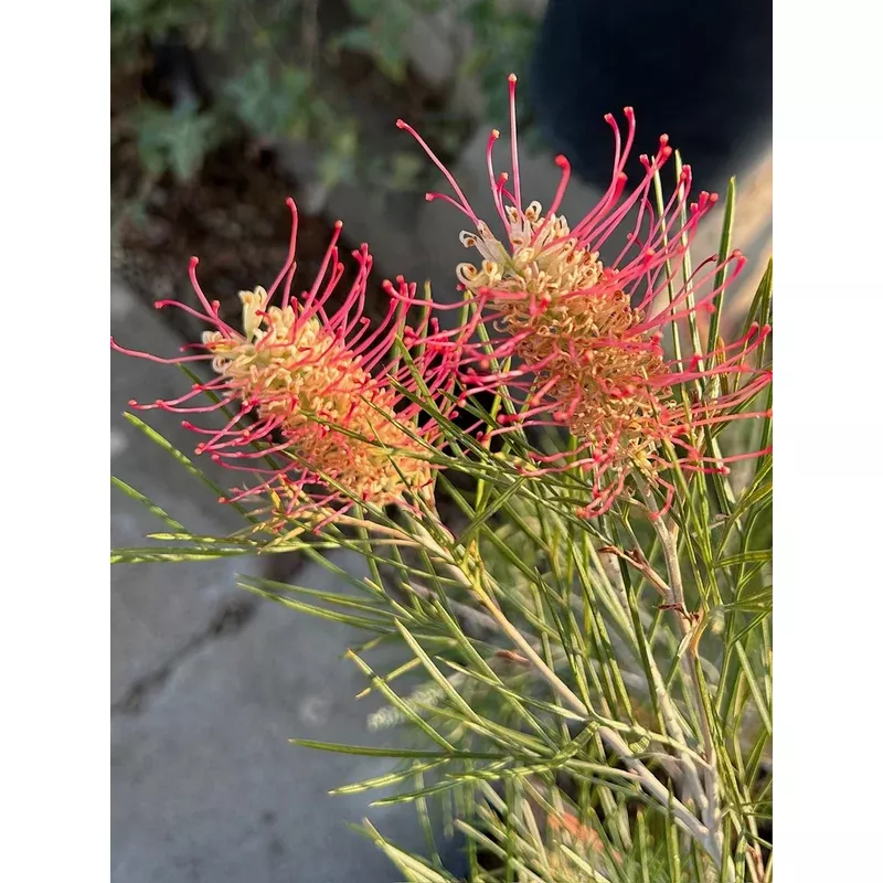 Grevillea 'Kings Rainbow'