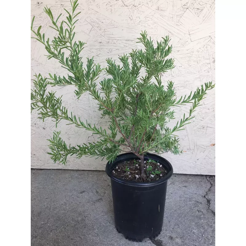 grevillea-lanigera-woolly-grevillea Grevillea lanigera, Woolly Grevillea