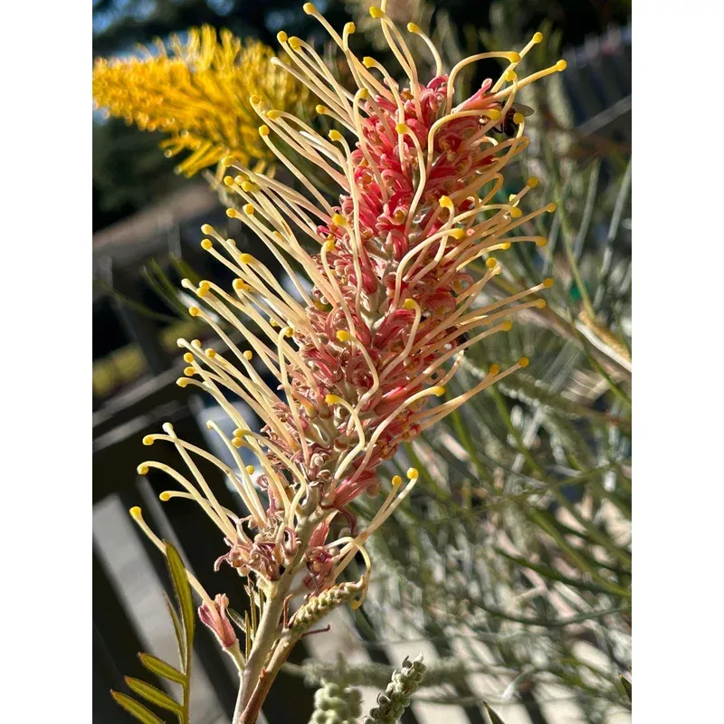 Grevillea 'Little Honey'