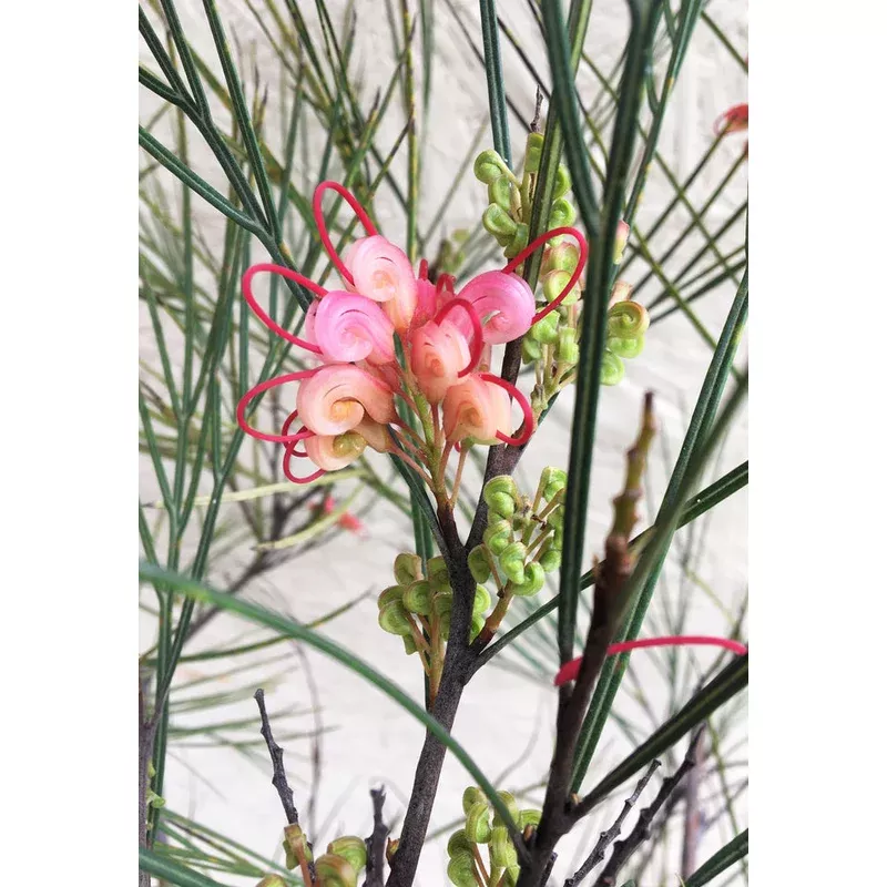 grevillea-long-john Grevillea 'Long John'