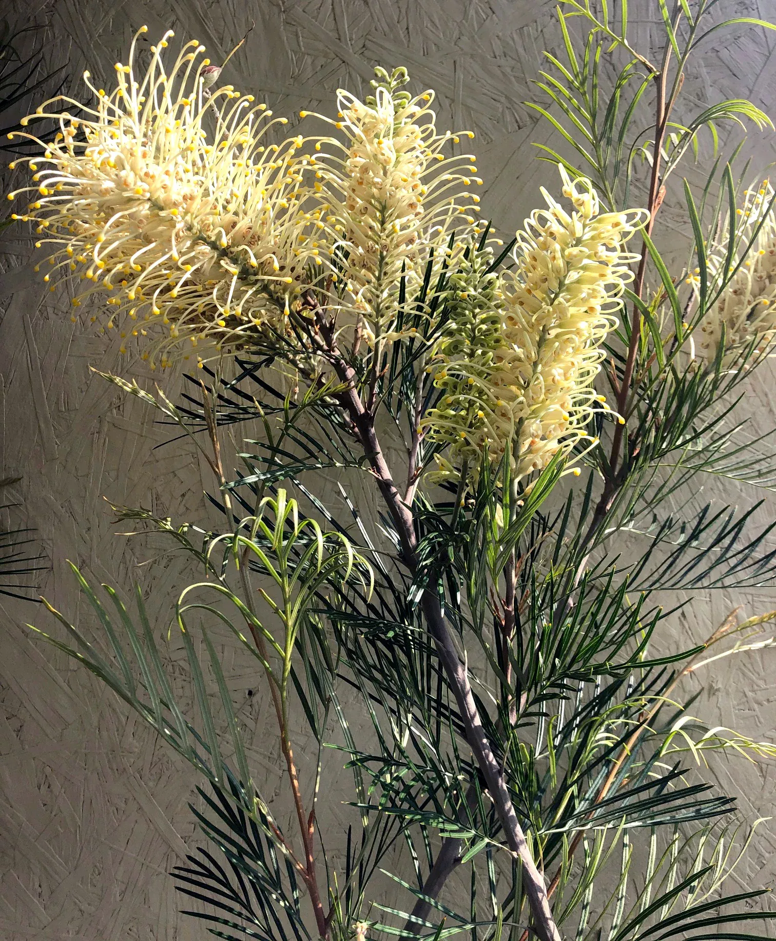grevillea-moonlight Grevillea 'Moonlight'