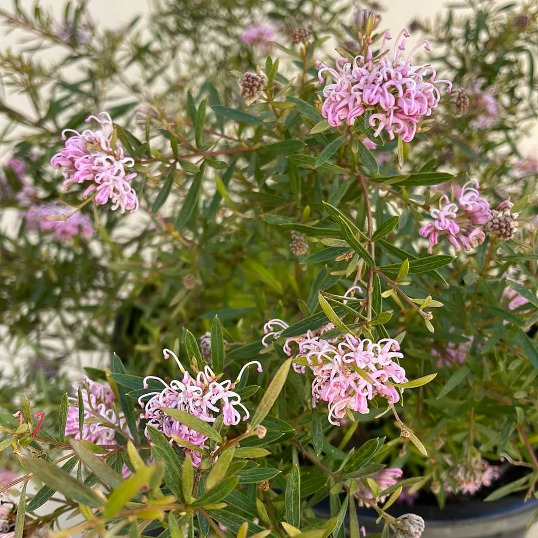 grevillea-pink-midget Grevillea Pink Midget