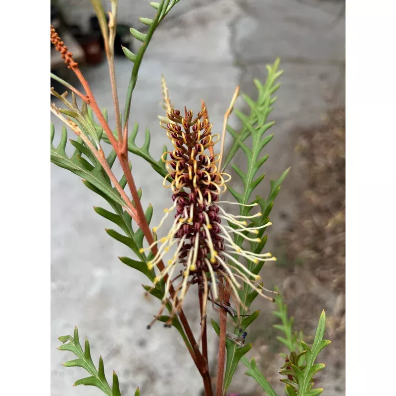 grevillea-poorinda-blondie Grevillea 'Poorinda Blondie'