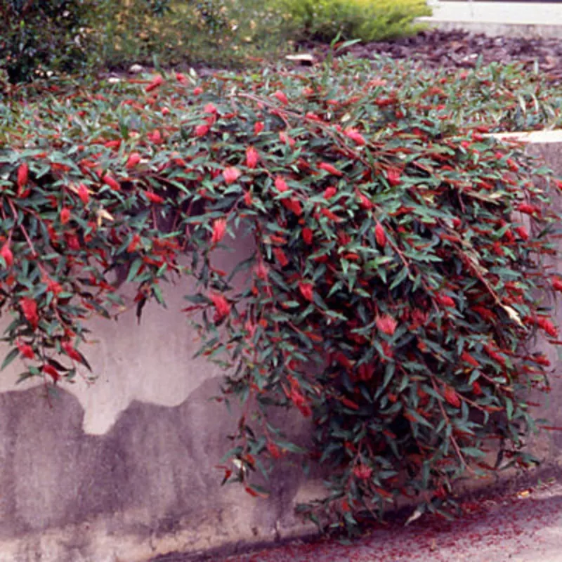 Grevillea 'Poorinda Royal Mantle'