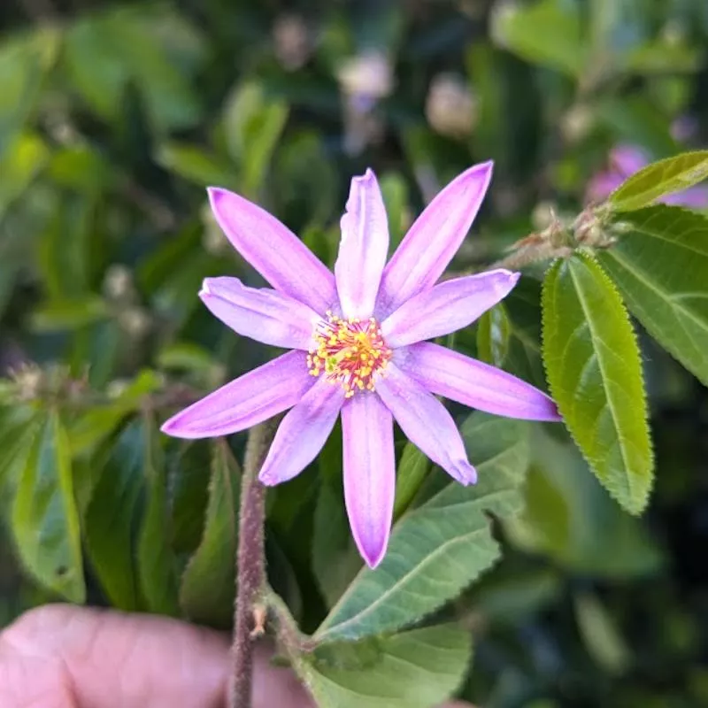 grewia-occidentalis Grewia occidentalis