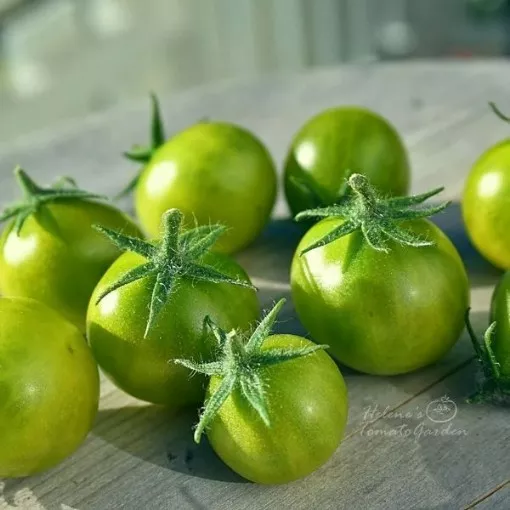 Grinch Dwarf Cherry Tomato Seeds
