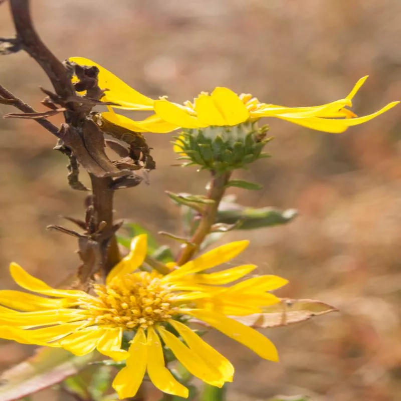 Grindelia stricta var. angustifolia