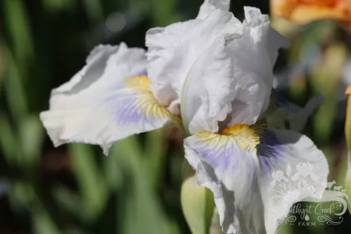grindelwald Grindelwald