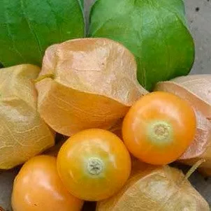 ground-cherry-aunt-molly Ground Cherry: Aunt Molly