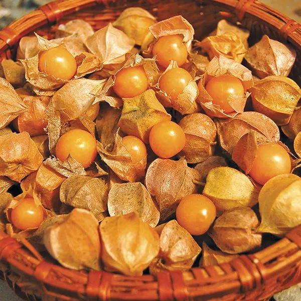 ground-cherry-goldie Ground Cherry: Goldie