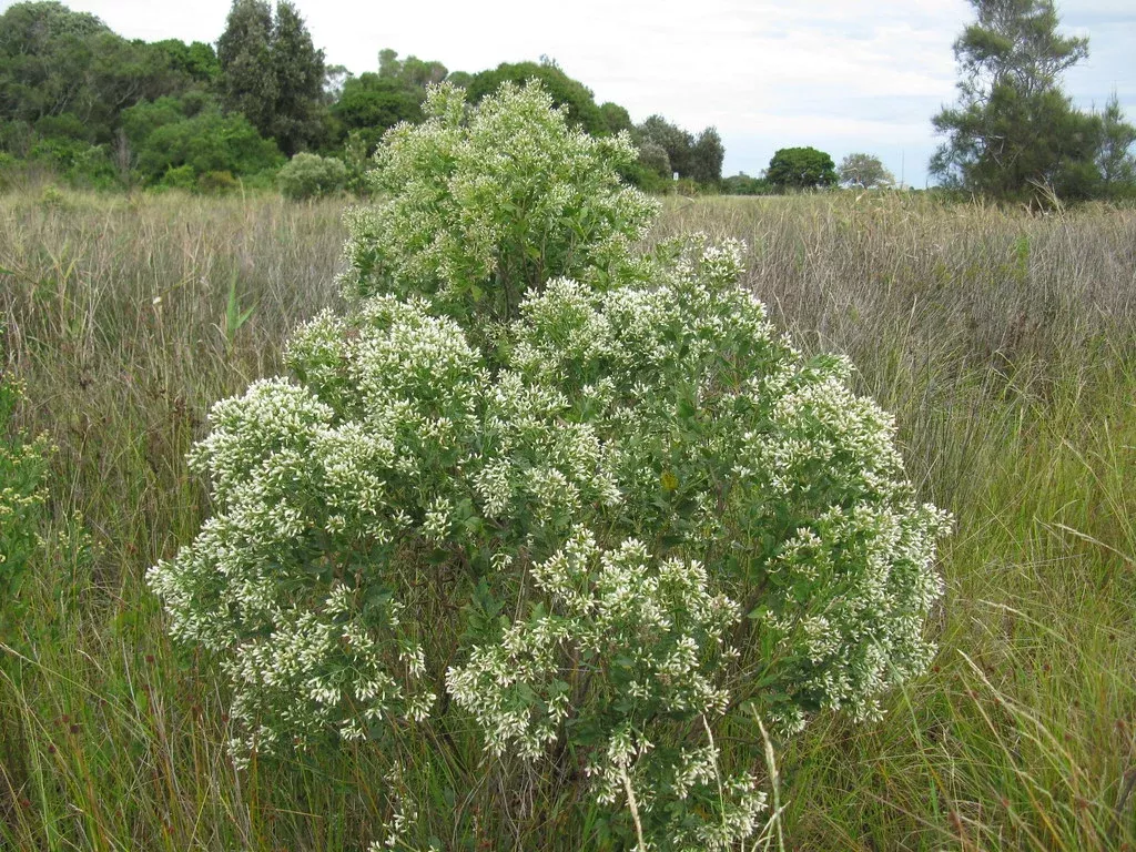 Groundsel Tree