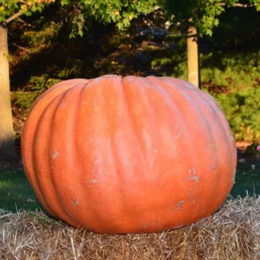Growers Giant Pumpkin Seeds