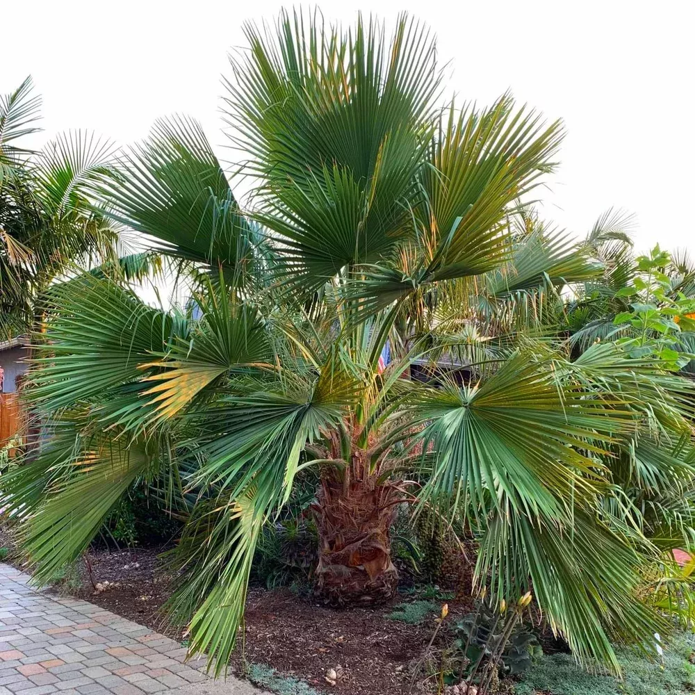 Guadalupe Palm