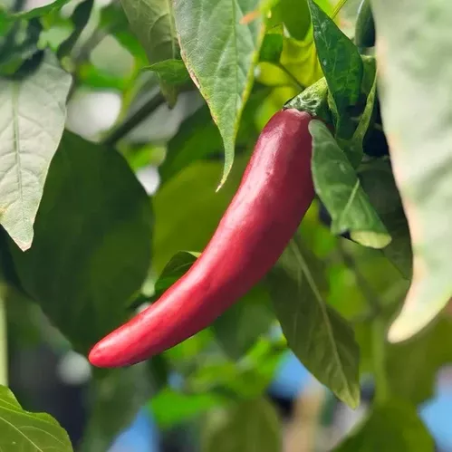 Guajillo Peppers