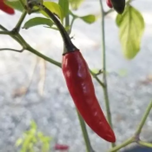 guapito-pepper-seeds Guapito Pepper Seeds