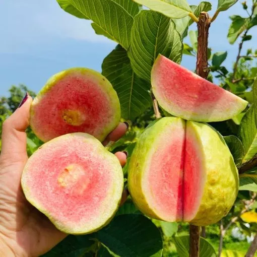 guava-fruit-tree-seeds Guava Fruit Tree Seeds