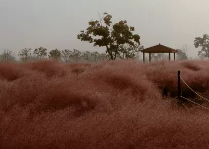 Gulf Muhly 'Pink'