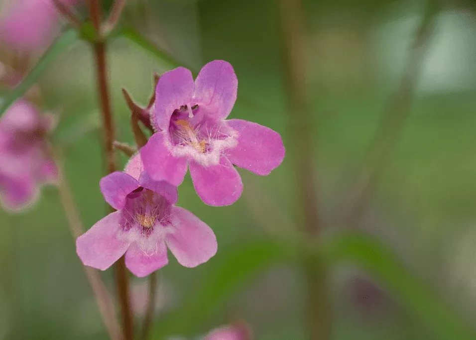 gulf-penstemon Gulf Penstemon