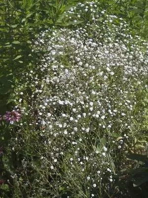 gypsophila-p-perfecta-25-br-plants Gypsophila p. 'Perfecta' (25) BR Plants