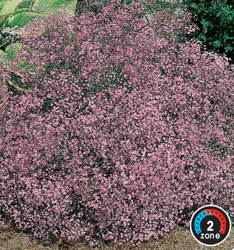gypsophila-rosy-veil Gypsophila 'Rosy Veil'