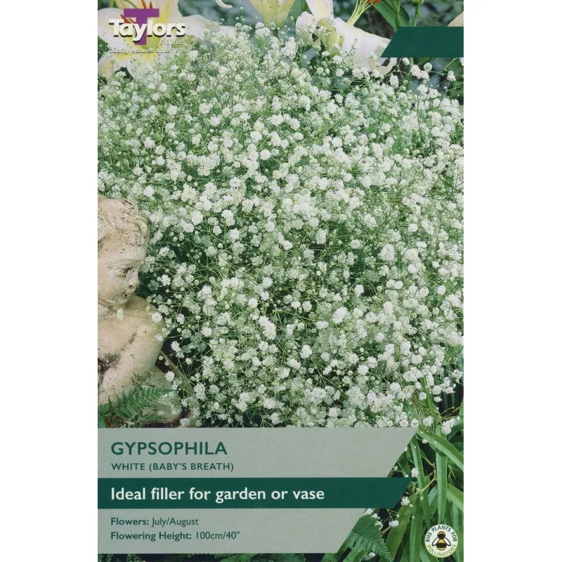 Gypsophila White