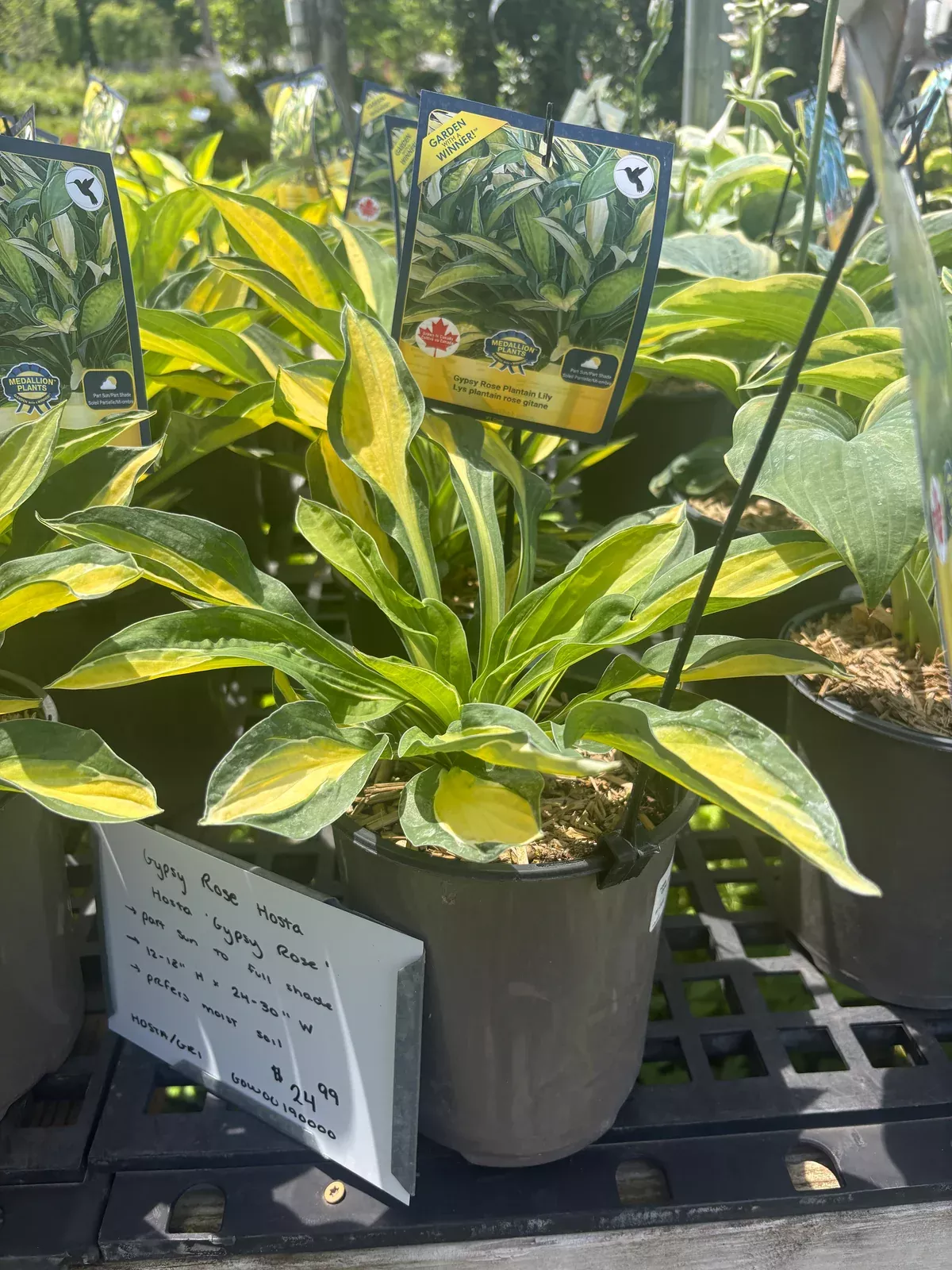 gypsy-rose-hosta Gypsy Rose Hosta