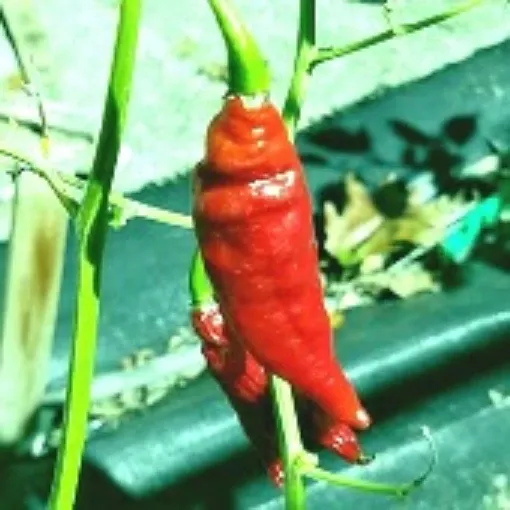 habalokia-chocolate-pepper-seeds Habalokia Chocolate Pepper Seeds