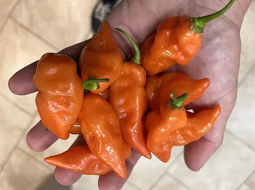 Habanada Pepper
