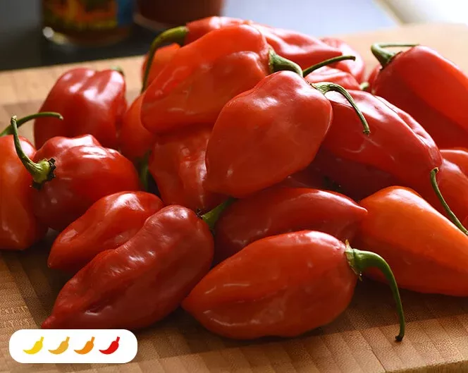 Habanero Primero Red Hot Pepper (2 Pack)