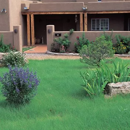 hachita-blue-grama-grass-plugs Hachita Blue Grama Grass Plugs