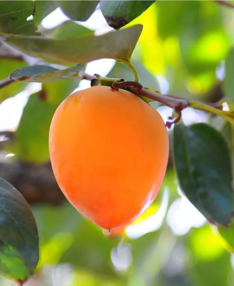 hachiya-persimmon Hachiya Persimmon