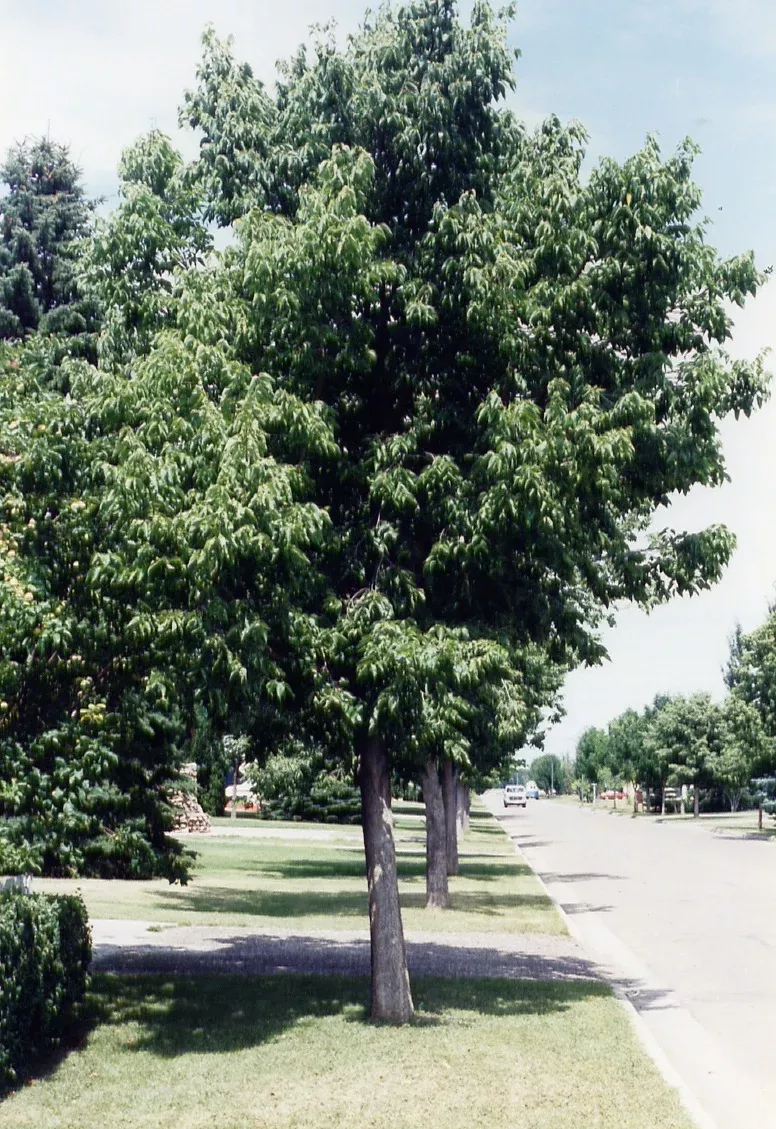 Hackberry:'Delta' - 70 - 79mm WB
