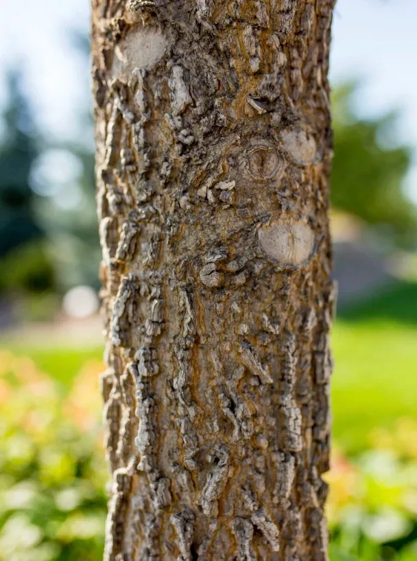 hackberry-delta Hackberry 'Delta'