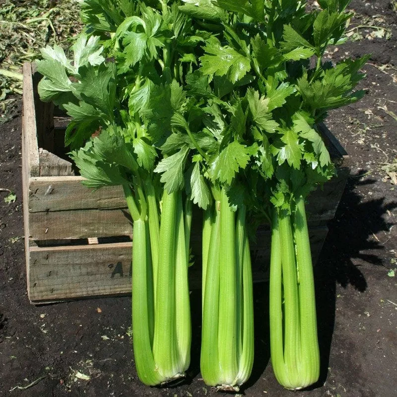 hadrian-hybrid-celery-seeds Hadrian Hybrid Celery Seeds