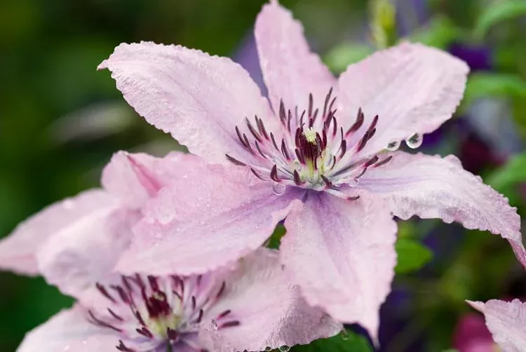 hagley-hybrid-clematis Hagley Hybrid Clematis