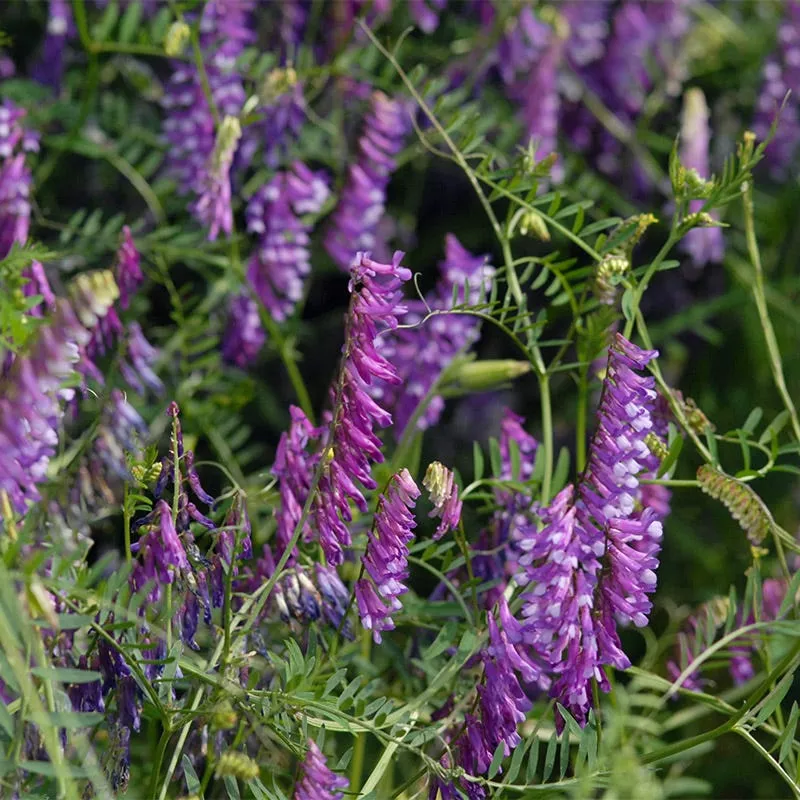 hairy-vetch-seeds Hairy Vetch Seeds