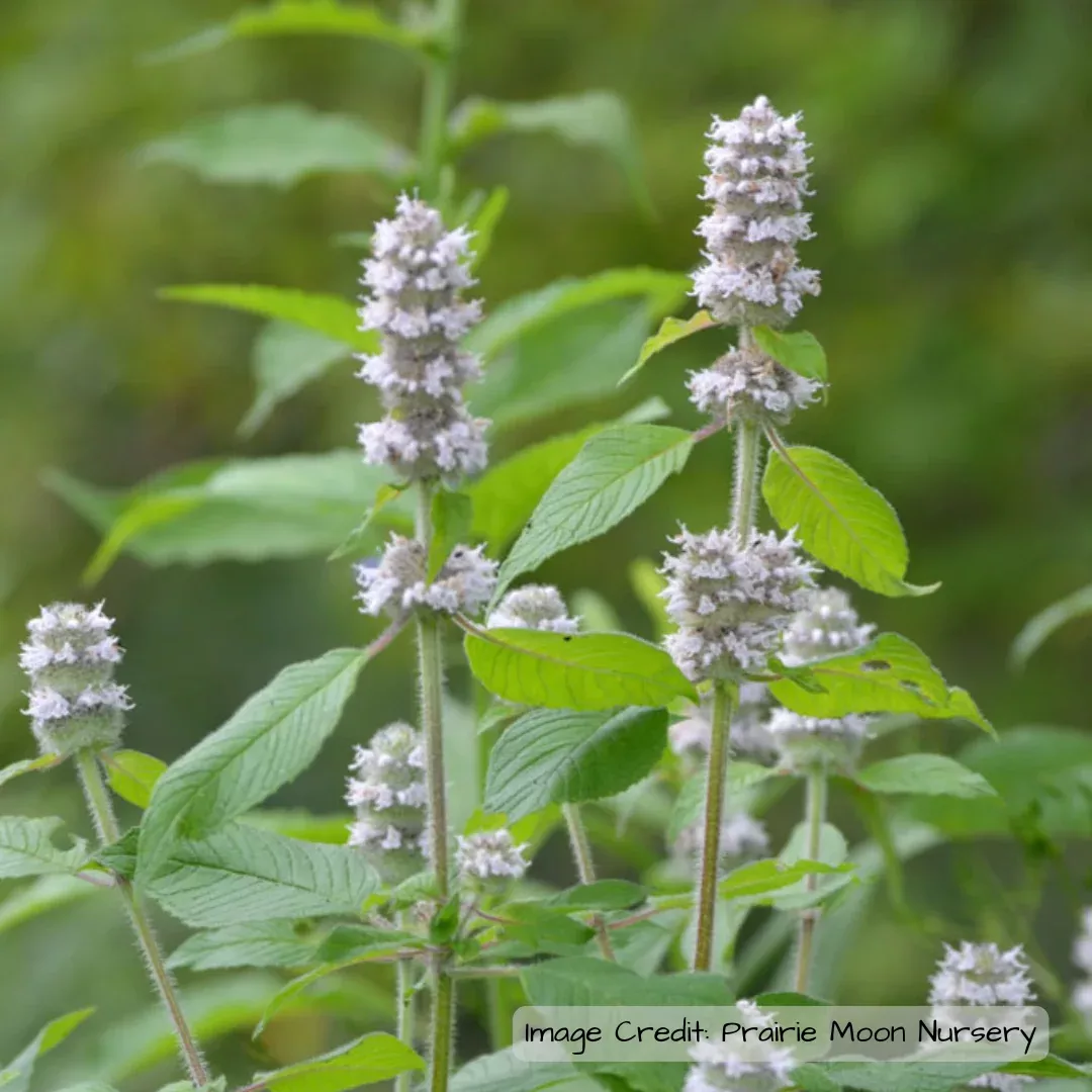 hairy-wood-mint-blephilia-hirsuta Hairy Wood Mint (Blephilia hirsuta)