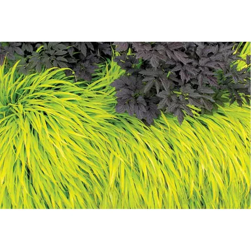 hakonechloa-all-gold Hakonechloa 'All Gold'