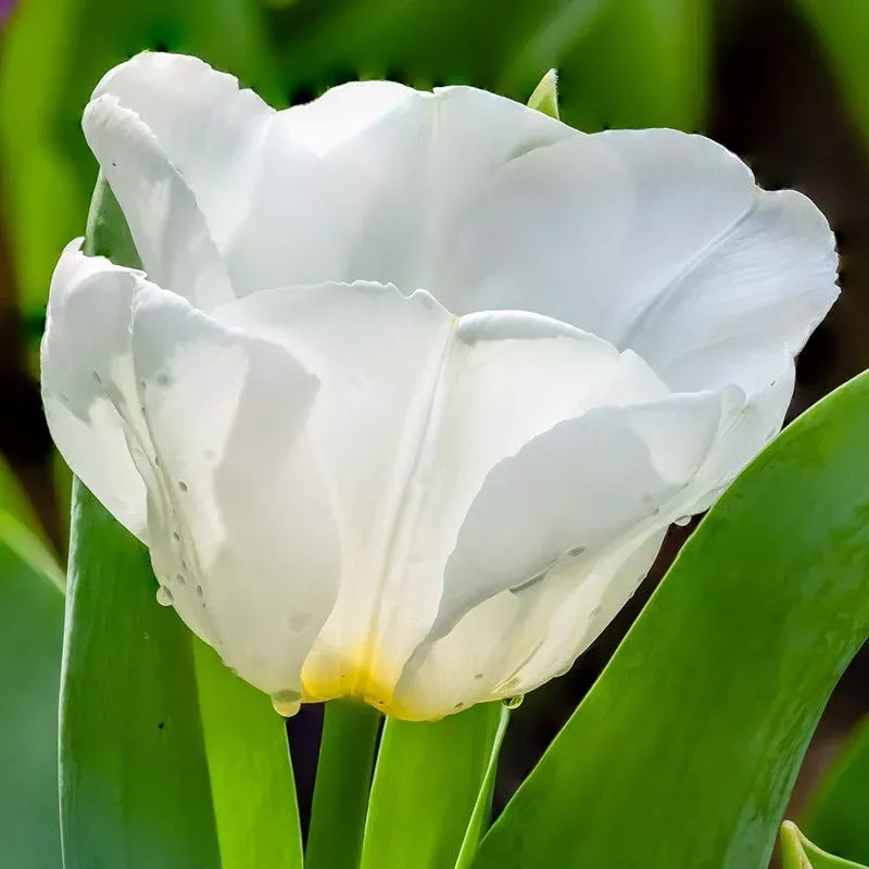hakuun-darwin-tulip Hakuun Darwin Tulip