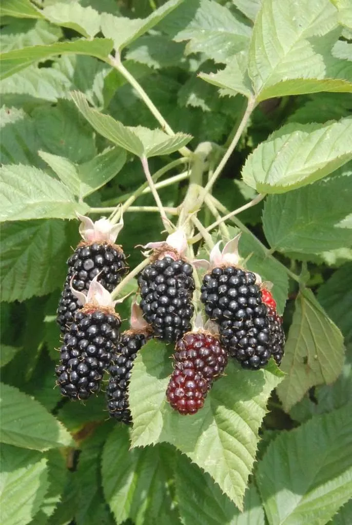 hall-s-beauty-blackberry Hall’s Beauty Blackberry