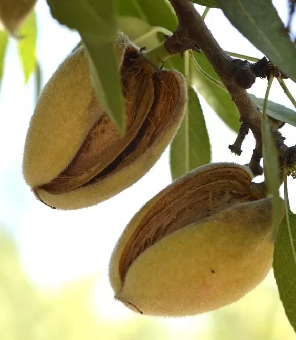 Hall’s Hardy Almond