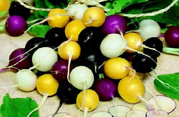 halloween-mix-radish-seeds Halloween Mix Radish Seeds