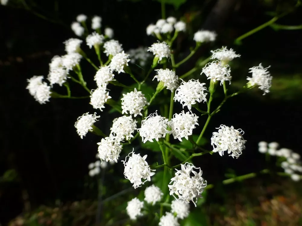 hammock-snakeroot Hammock Snakeroot