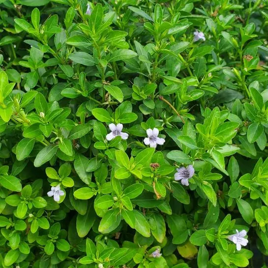 hammock-twinflower Hammock Twinflower