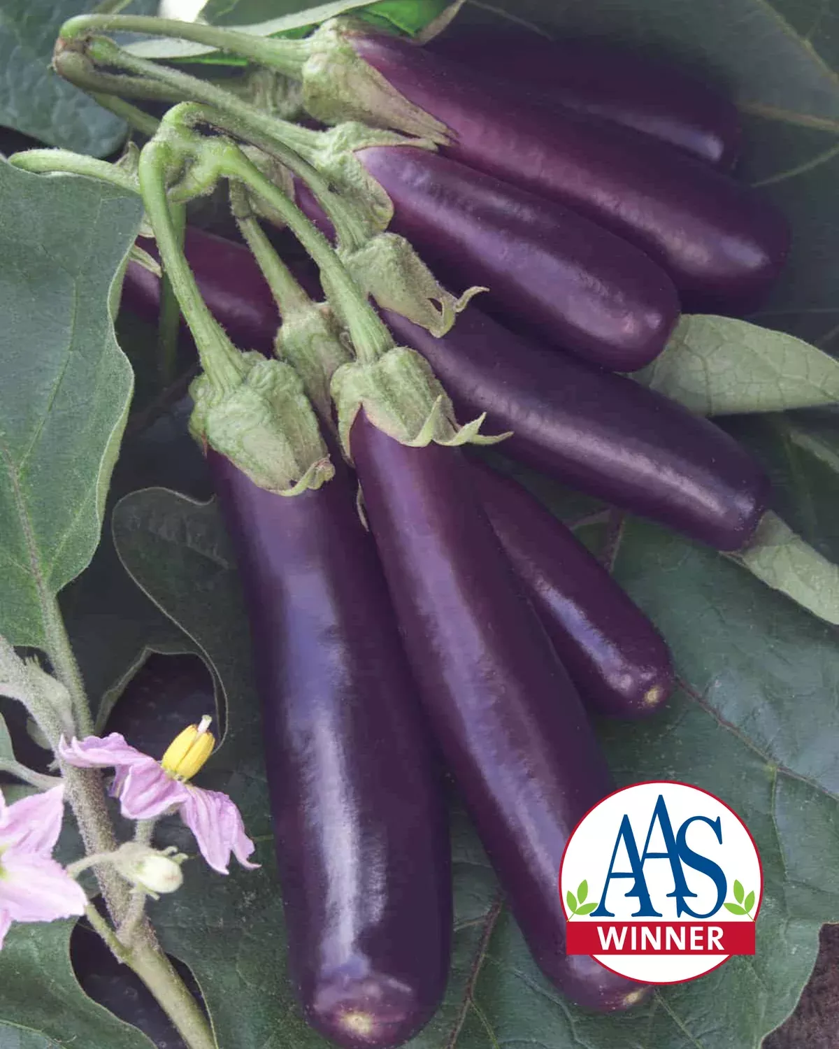 hansel-hybrid-eggplant-seeds Hansel Hybrid Eggplant Seeds
